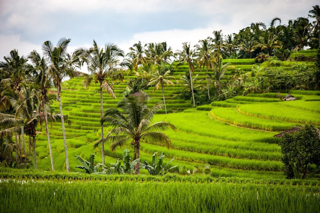 Discover The Magic of Bali - Ubud Rice Terrace
